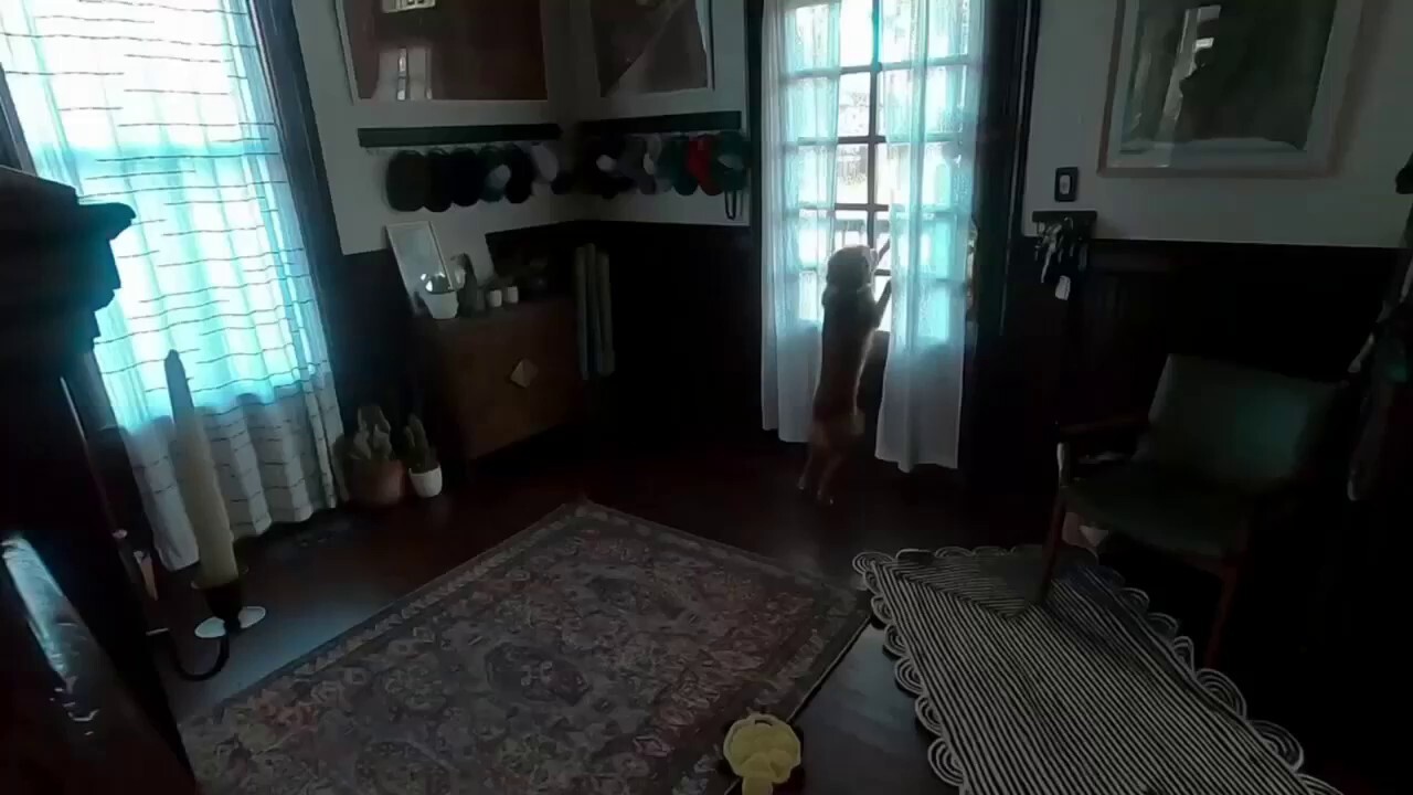 Artemis II astronaut Christina Koch reunites with dog post-splashdown<br><br>