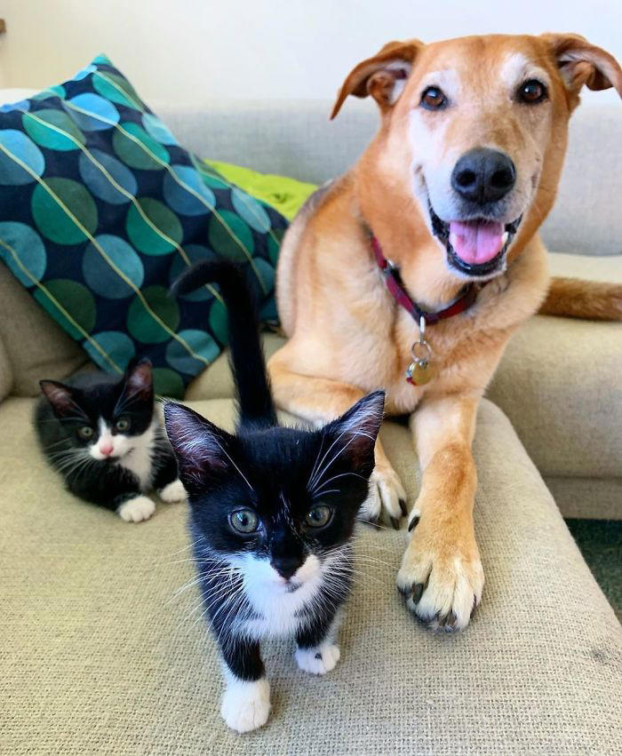 30 pics of a dog caring for rescue kittens in a cat shelter