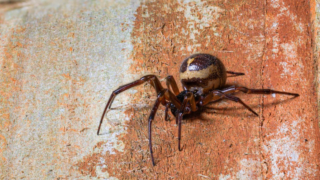 UK's most dangerous spider causing explosion in hospital admissions
