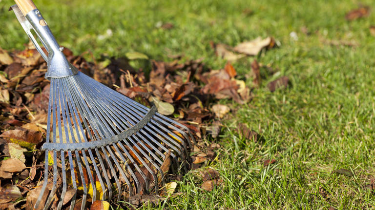 Raking in spring: A good idea, or a recipe for a lawn disaster?
