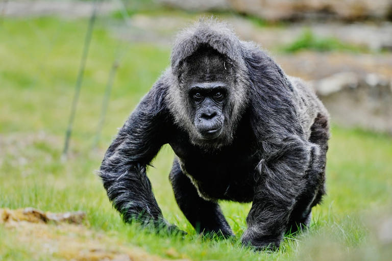 World’s oldest gorilla celebrates her birthday with a lavish feast