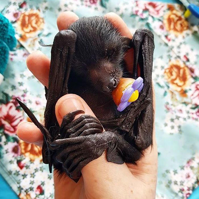 38 cute photos of bats that show how harmless they really are