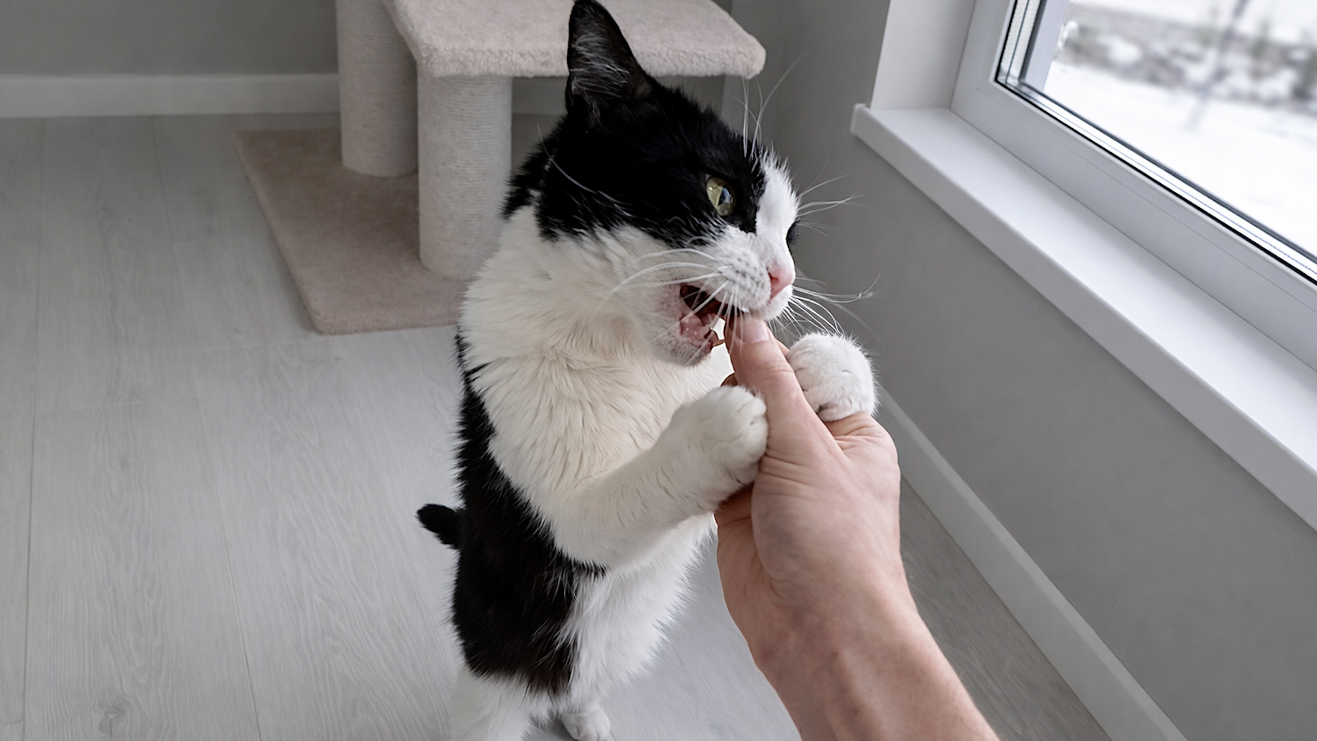 Cat refuses to let go of this finger
