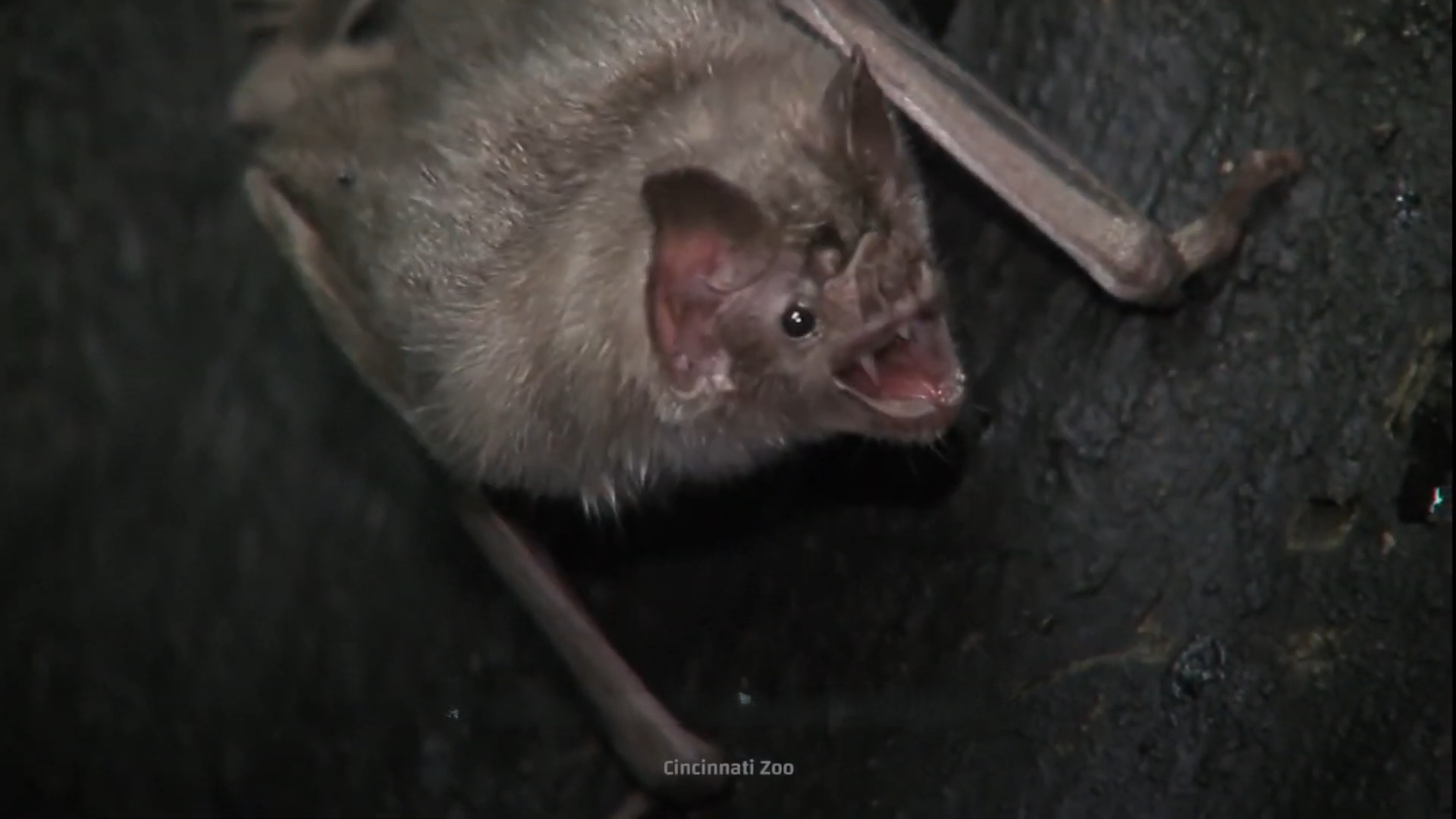 Watch how a vampire bat uses heat sensors to hunt blood