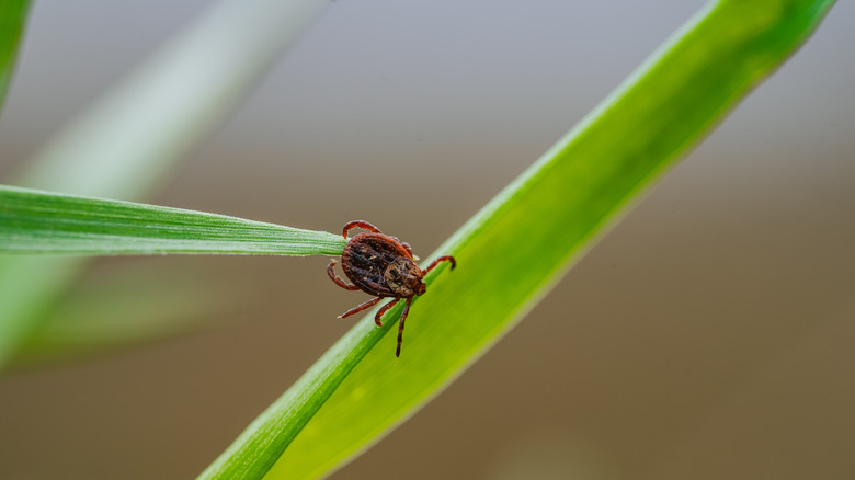 What to do if you find a flea or tick in your yard