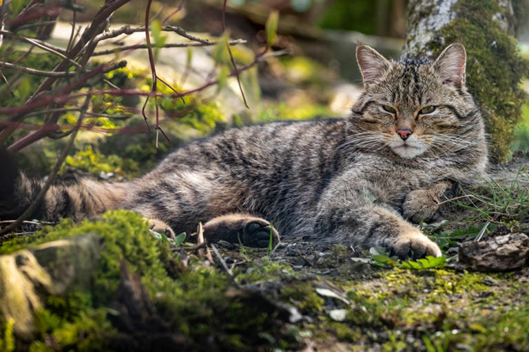 Wieder in Brandenburg gesichtet: Wildkatzen nicht anfassen oder mitnehmen