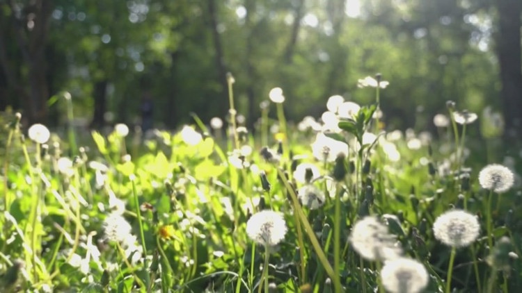 Pollen count remains high in Louisville, worsening seasonal allergies