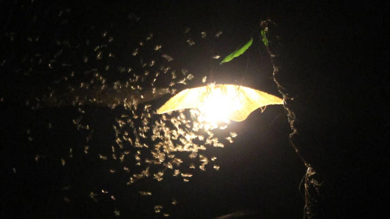 The outdoor lighting swap that can help keep bugs away this summer