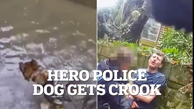 Hero police dog tracks down and catches prolific criminal