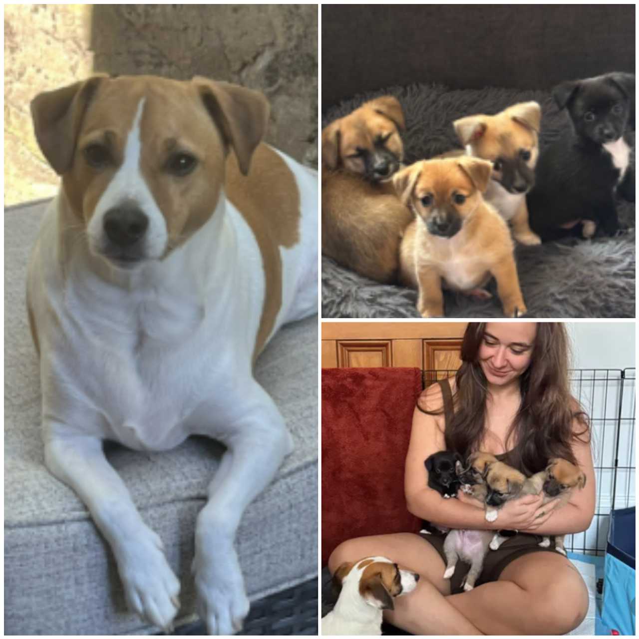 12 dogs dead in NJ house fire as crews battle hoarding conditions