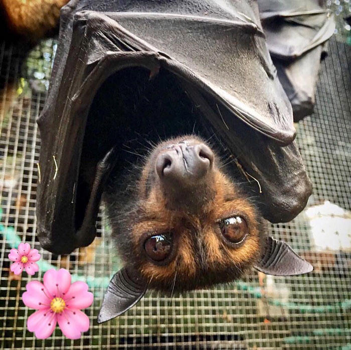 38 cute photos of bats that show how harmless they really are