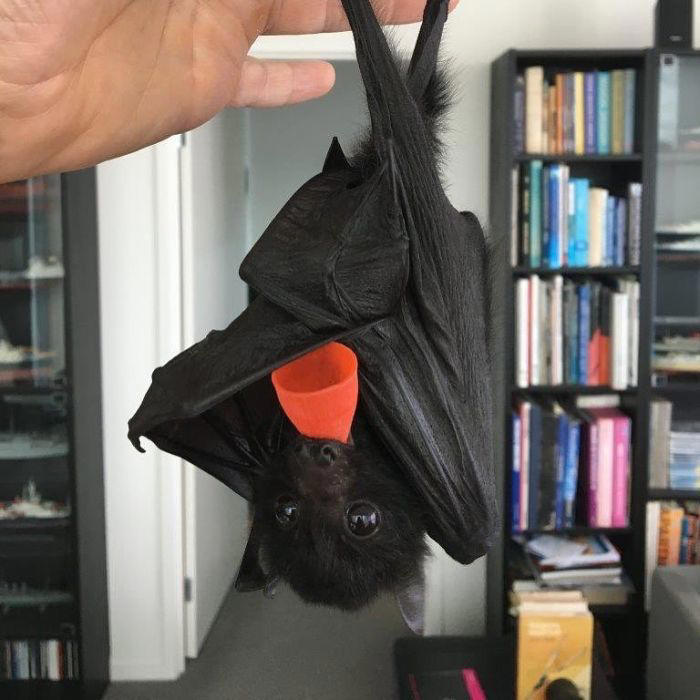 38 cute photos of bats that show how harmless they really are