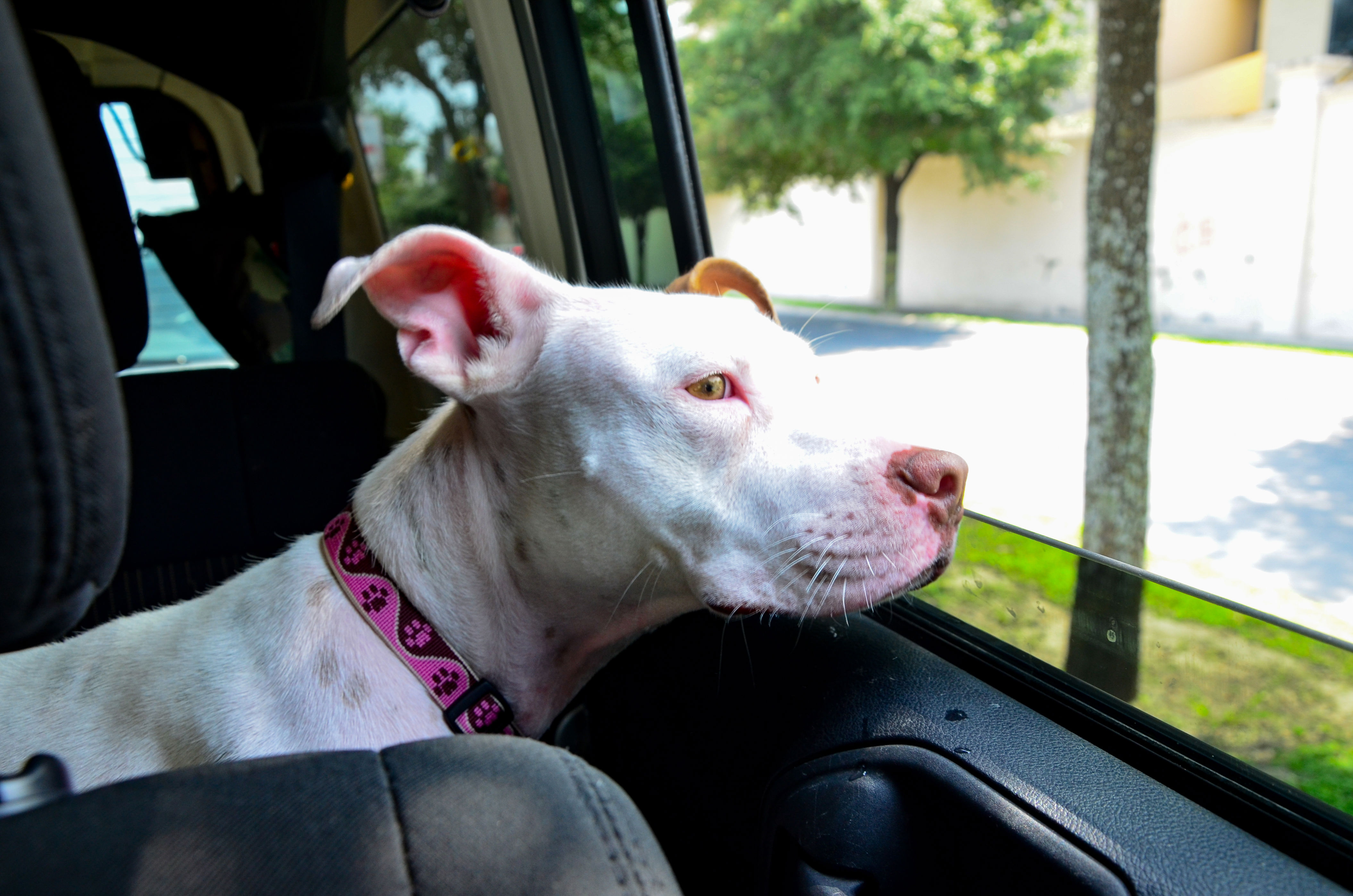 Dog wakes from nap, exact moment she realizes she’s outside vets goes viral