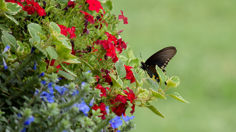 The potted plant trios that will bring butterflies to your yard