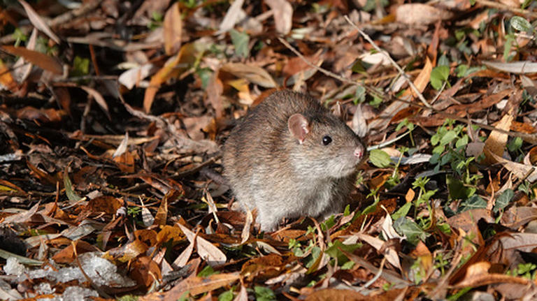 The pest-attracting pet habit that you may want to avoid