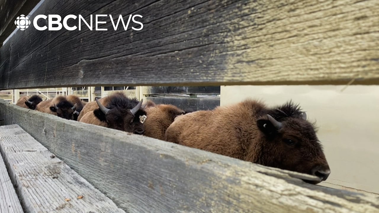 Alaska's calling: Alberta bison travelling up north