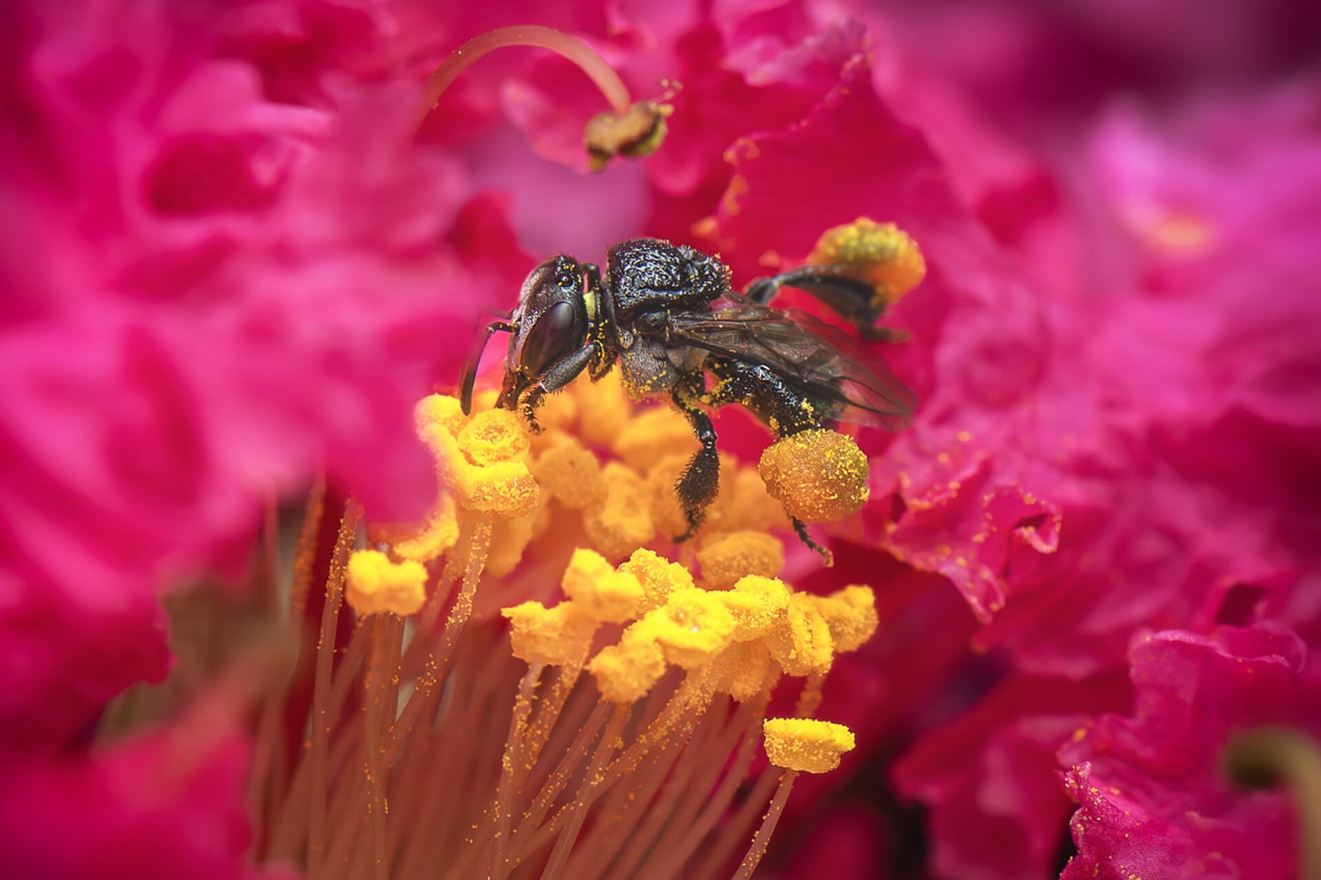 Peru makes history by granting legal rights to an insect