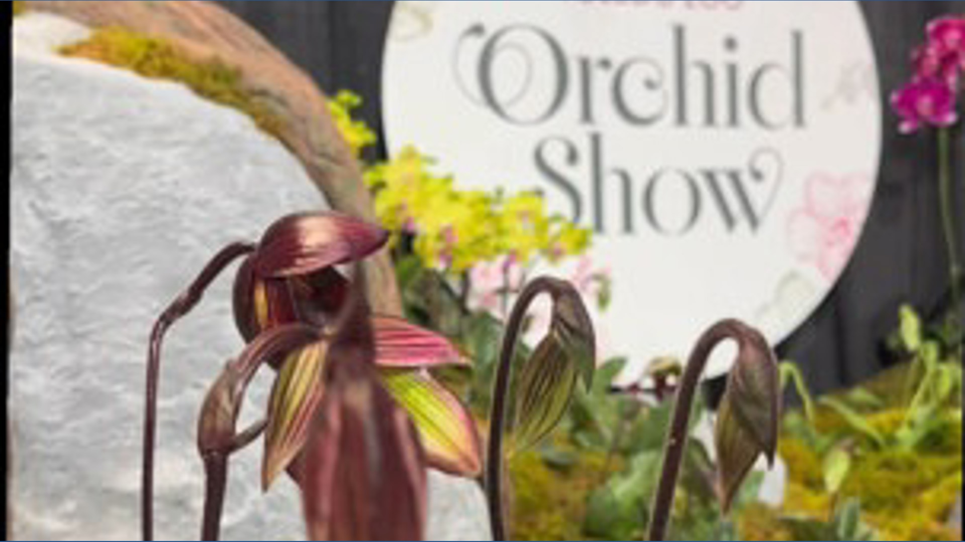 Toledo Zoo kicks off annual orchid show with over 2,000 orchids on display