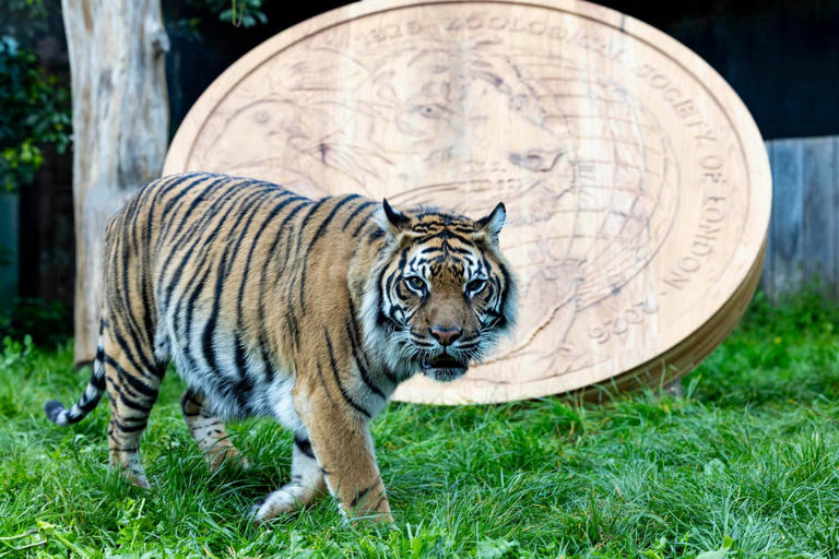 Roarsome: Giant replica coin unveiled at London Zoo to mark 200 years ...