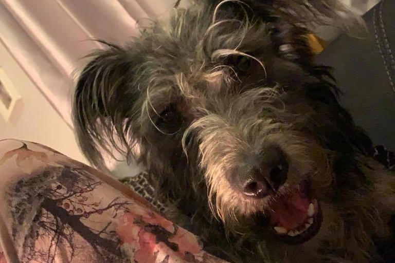 Dad whose teen daughter was mauled to death by pet begs for dog and ...