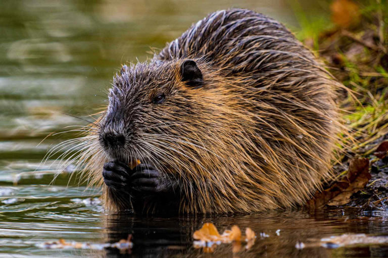 Beaver survives getting shot in the face and now has a family of his own