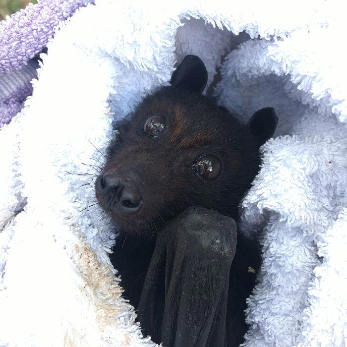 38 cute photos of bats that show how harmless they really are