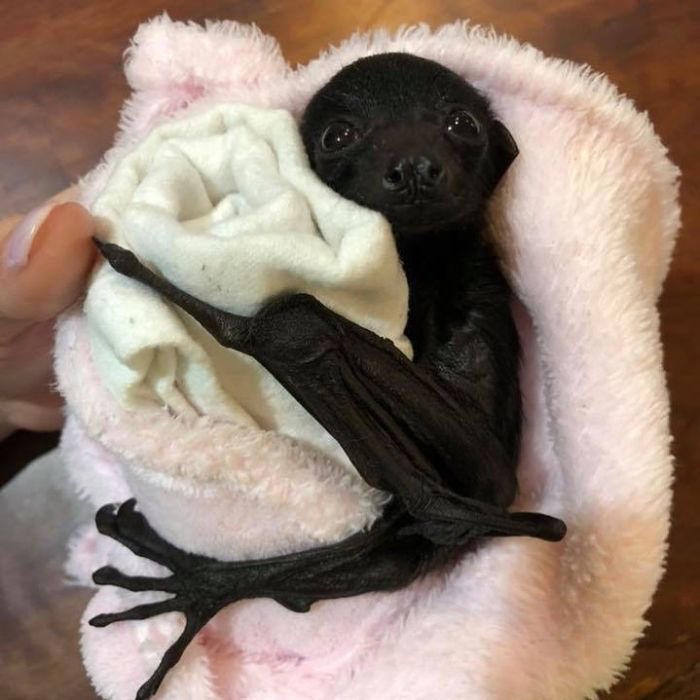 38 cute photos of bats that show how harmless they really are