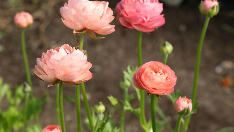 Master the art of growing ranunculus with these easy steps to beautiful ...
