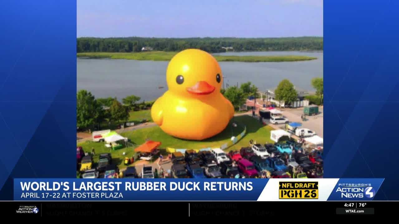 Waddling to the Burgh: World's largest rubber duck returns ahead of NFL ...