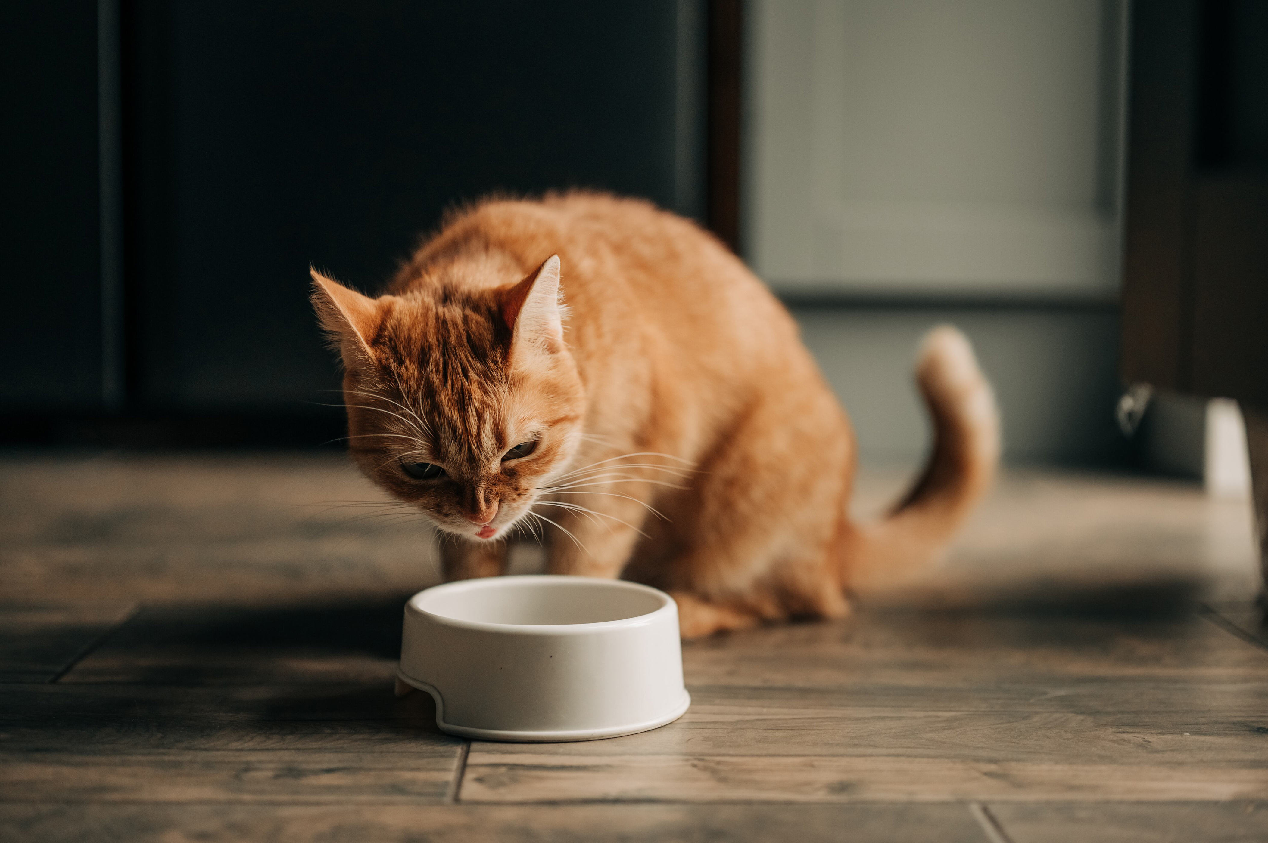 ¿Cómo identificar parásitos en su gato? Señales que no debería pasar ...