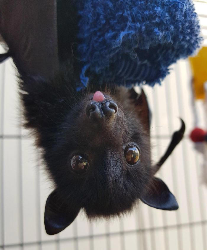 38 cute photos of bats that show how harmless they really are