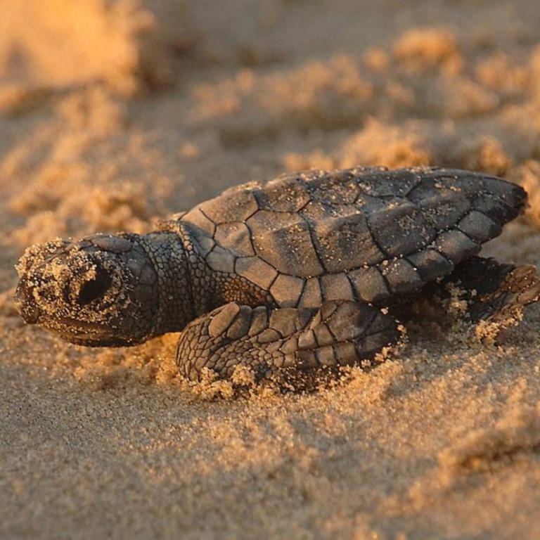 Beach cleanup volunteers find one of the world's rarest sea turtles ...