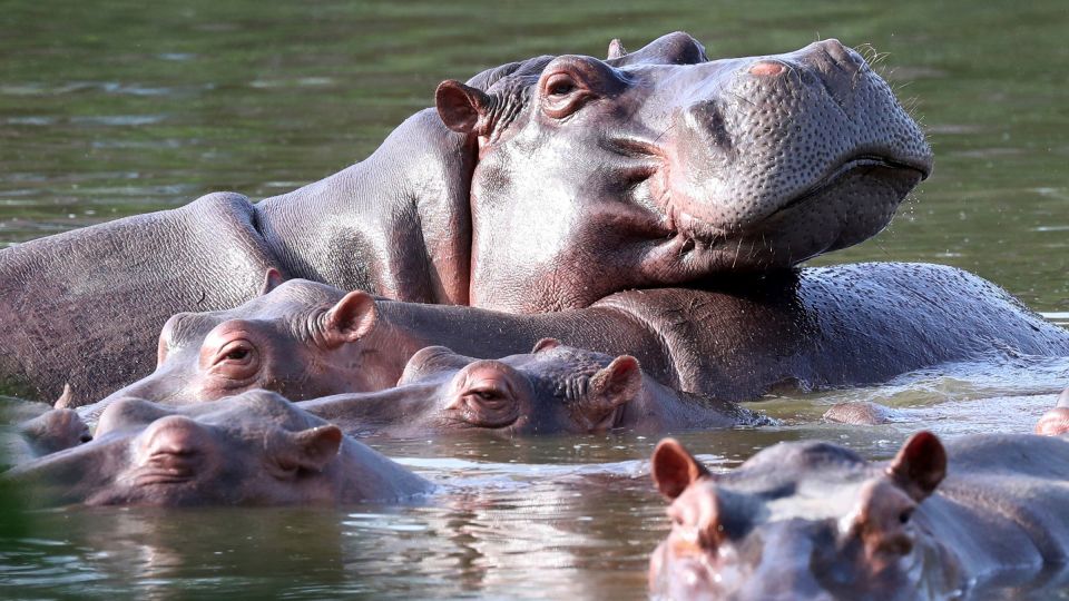 Colombia approves plan to cull roaming hippos linked to Pablo Escobar<br><br>