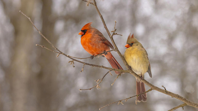 This overlooked mistake is causing cardinals to avoid your yard