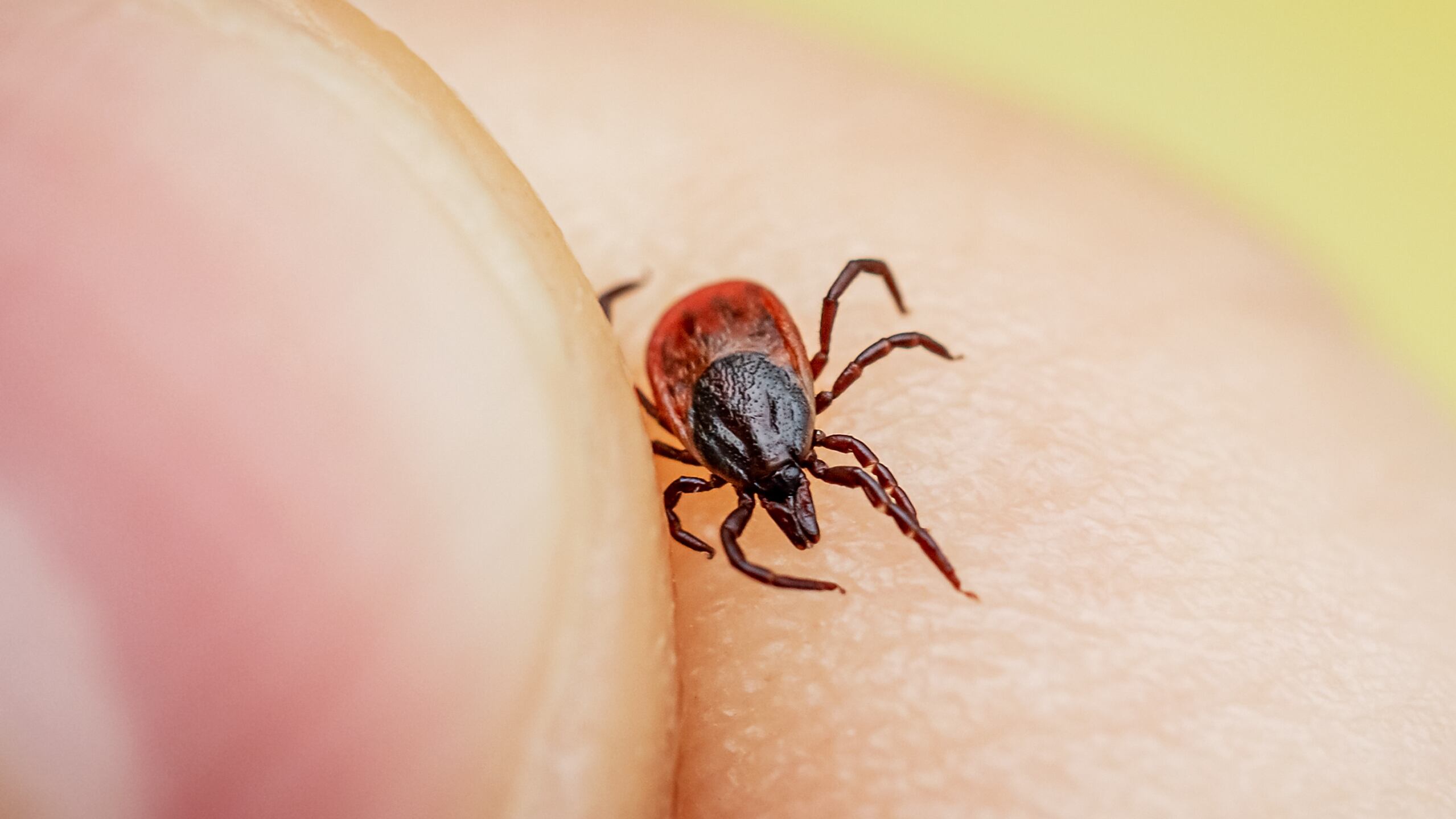 Lyme disease: What is it and how to avoid it<br>