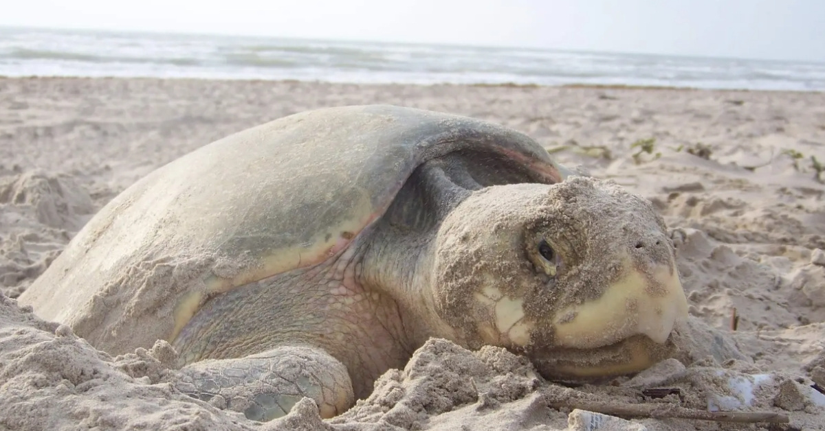 Beach cleanup volunteers find one of the world's rarest sea turtles ...