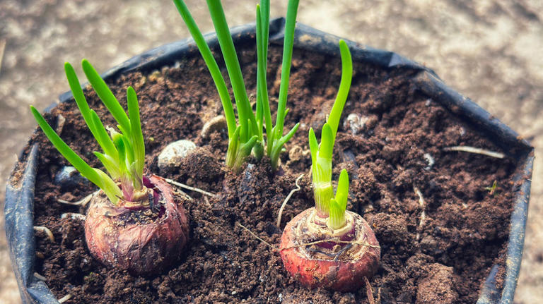 How to transform your empty pet food bags into garden grow bags