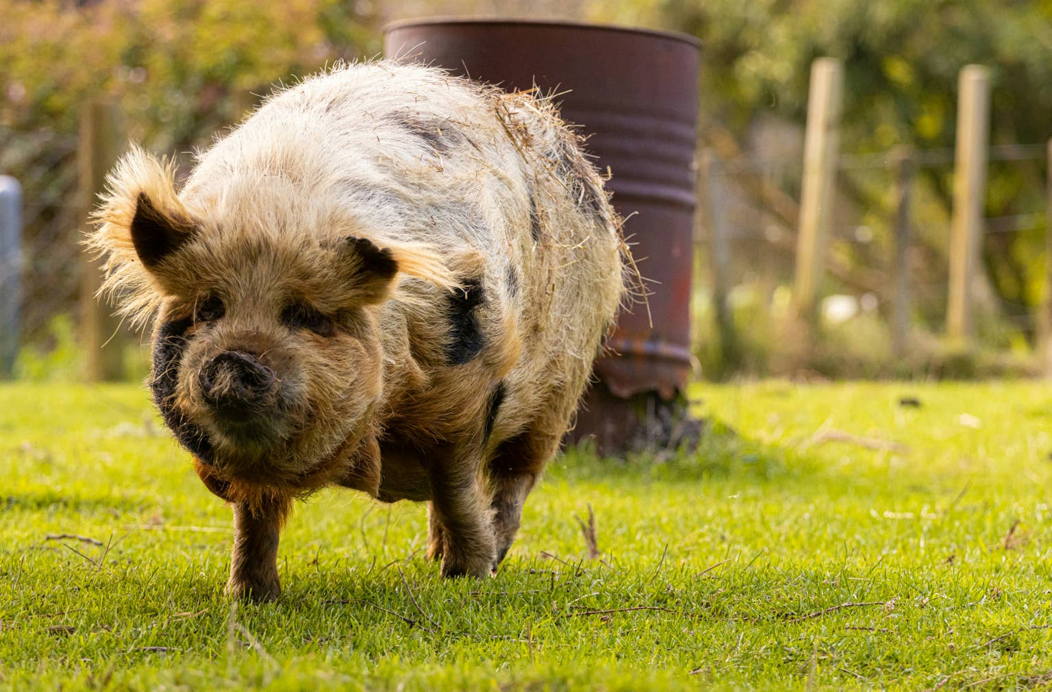 Watch a gentle pig play joyfully with farm girls: A heartwarming story