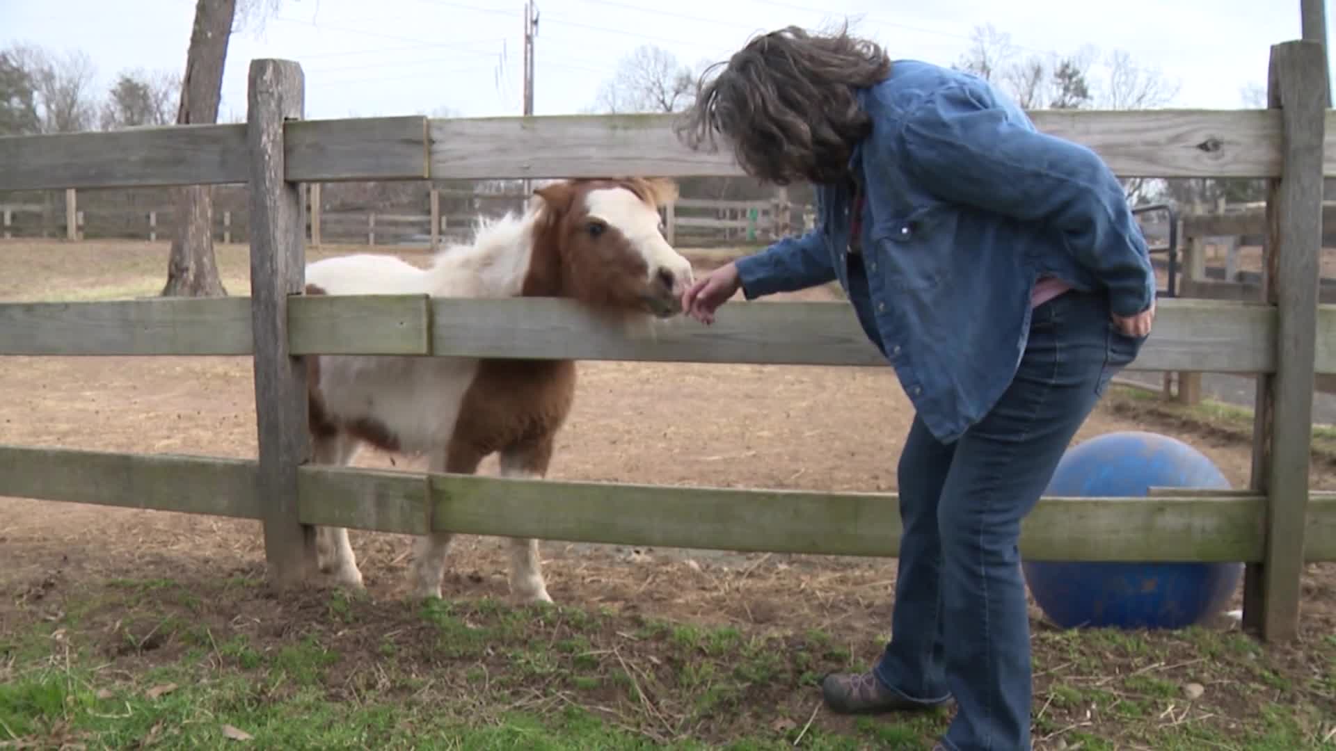 New horse therapy program in Connecticut aims to relieve long COVID ...