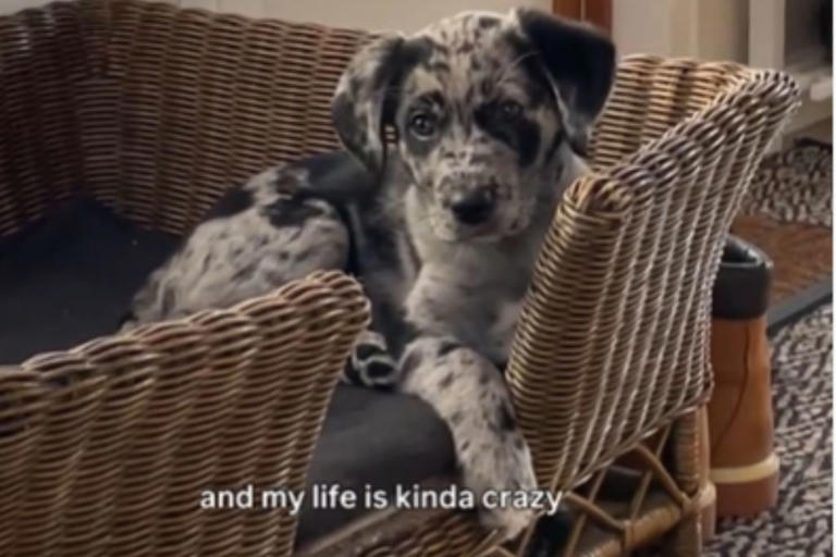 Hearts melt over black labrador, border collie's puppy with unique coloring