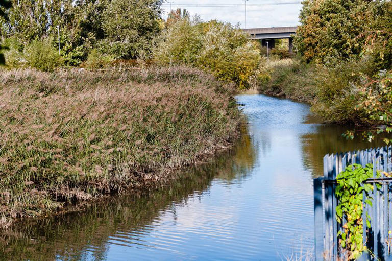 Thames Water accused of emptying sewage into Essex river