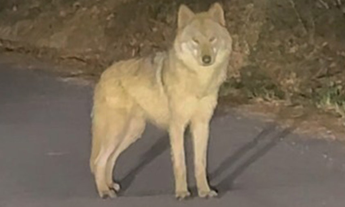 늑구 탈출 9일 만에 포획, 민주당 부산 지역 출마자들 하정우 청와대 AI미래기획수석의 출마 공개 촉구, 유튜버 전한길 구속영장 기각