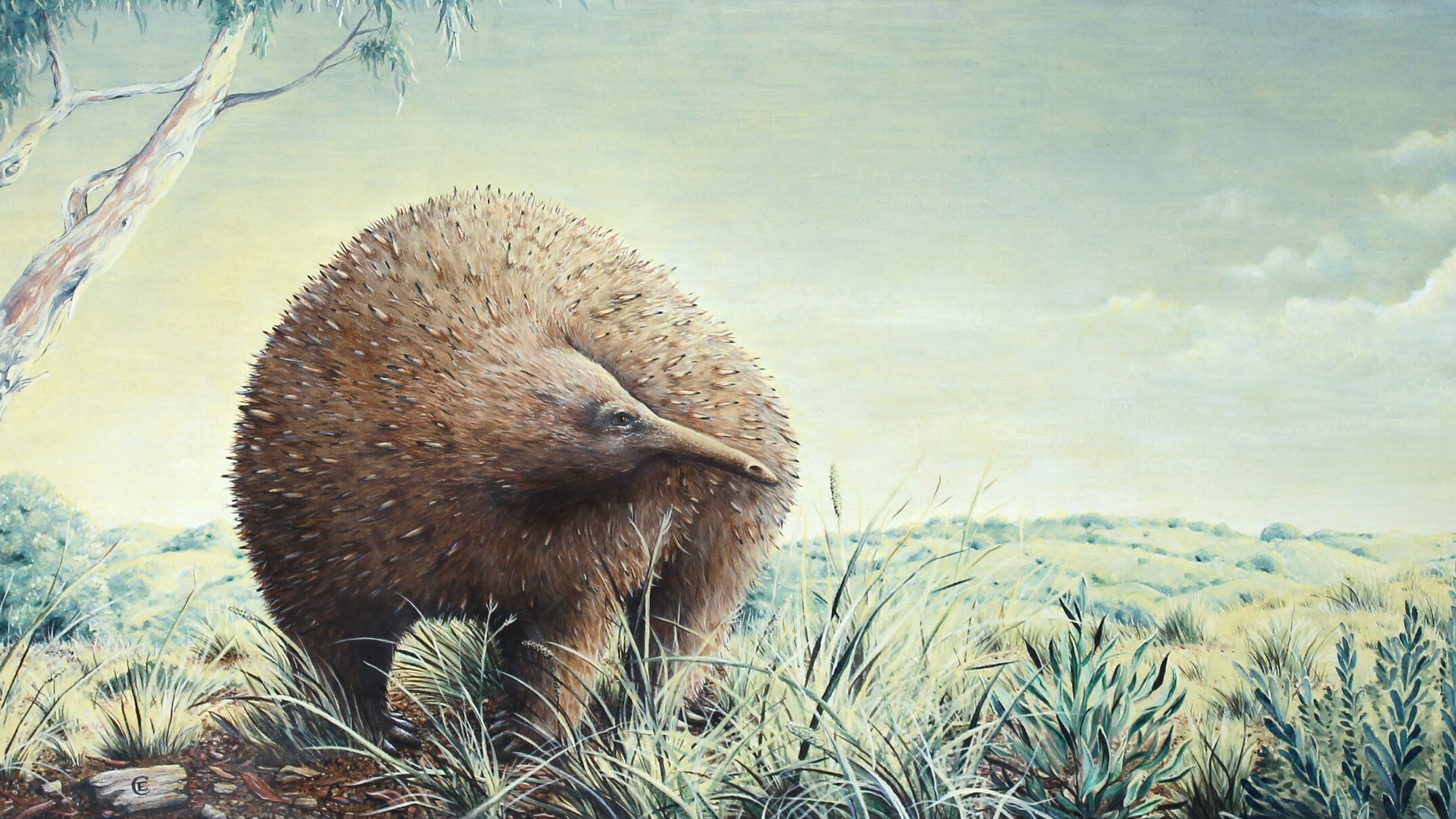 Scientists confirm skull found in Gippsland cave a century ago belongs ...