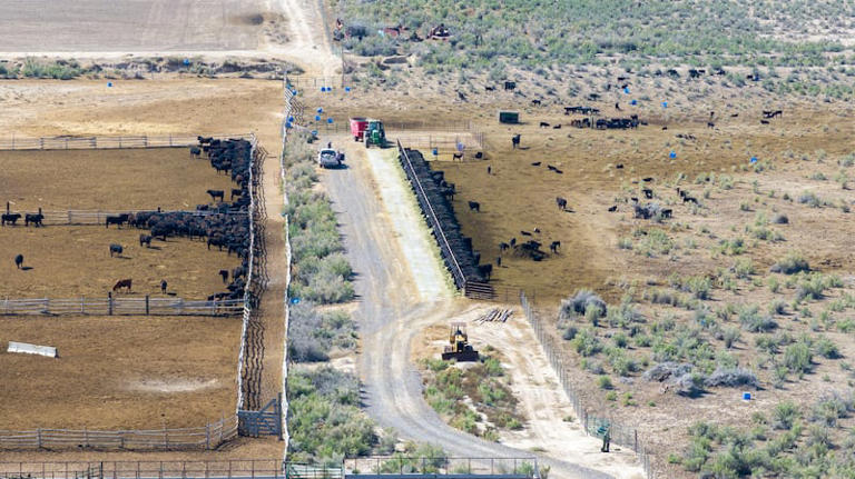 Technology is taking down fences on American cattle ranches