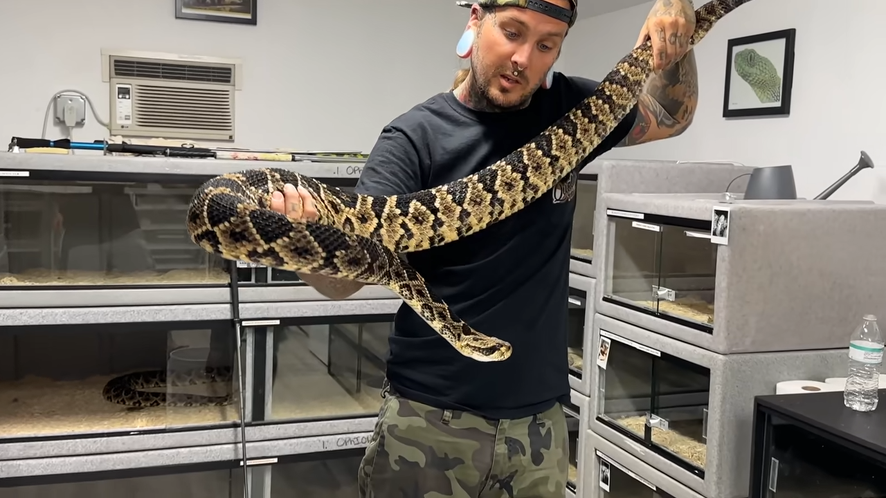 I waited years for this - my new venomous snakes