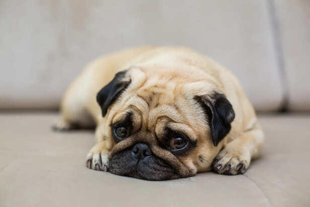 What dogs do when their owner suddenly disappears forever