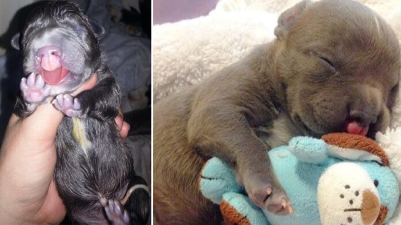The reason why she refused to euthanize her puppy is incredible!