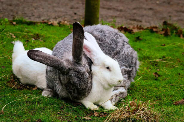 Large rabbit breeds: Gentle giants of the pet world