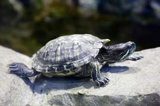 Common nutritional deficiencies in pet turtles and how to avoid them