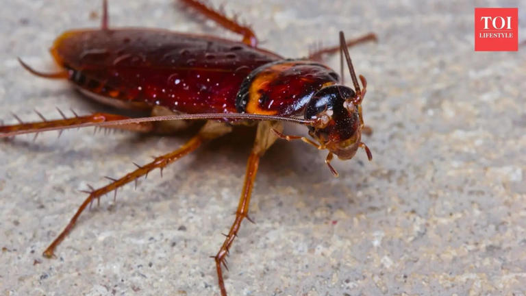 Saw a cockroach at home? Here’s what it means and how to get rid of them